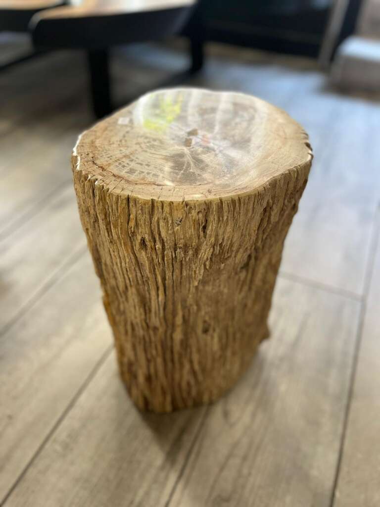 Tronc en bois fossilisé clair sur sol en bois – Mazawood - Menuiserie