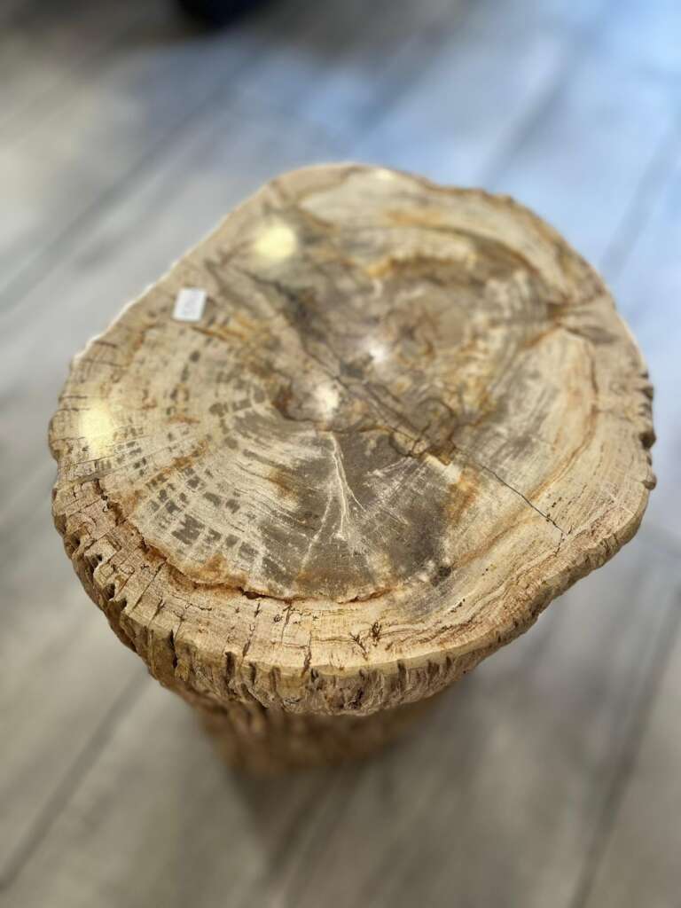 Zoom sur le plateau minéralisé d’un tronc fossilisé – Mazawood - Menuiserie