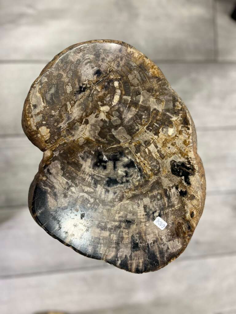 Surface polie brillante d’un tronc fossilisé – détail esthétique – Mazawood - Menuiserie
