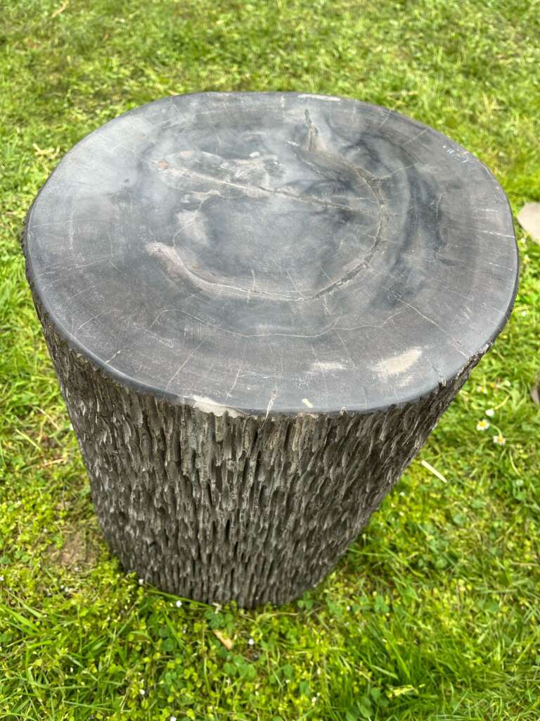 Tronc bois fossilisé noir 35 cm sur herbe