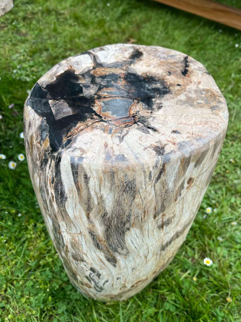 Tronc en bois fossilisé 27 cm – Vue de dessus - Mazawood - Menuiserie
