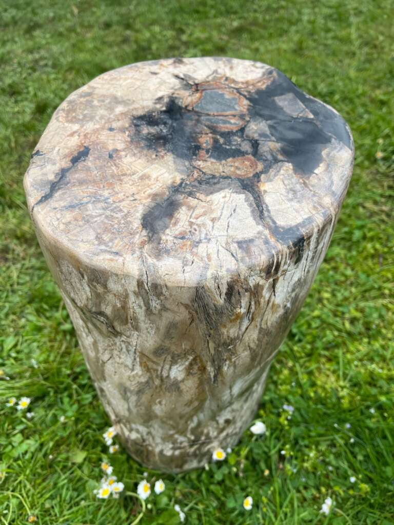Tronc en bois fossilisé 27 cm - Mazawood - Menuiserie
