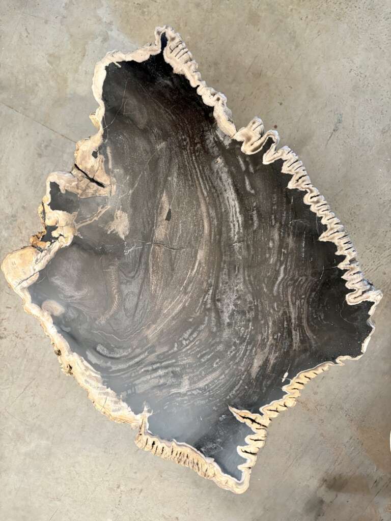table basse en bois fossilisé